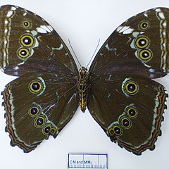 morpho achilles ventral