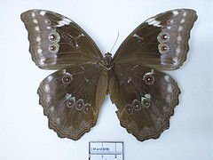 Female, from ventral