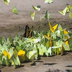 papilio_puddling