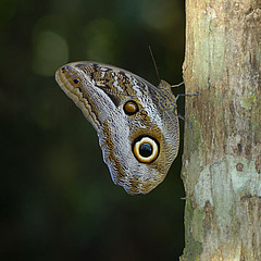 caligo idomeneus nature