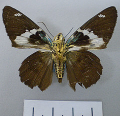 Astraptes fulgerator female ventral