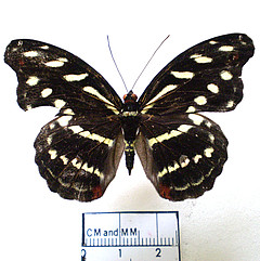 Catonephele acontius female dorsal