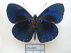 Hamadryas velutina male ventral