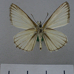 Heliopetes arsalte ventral