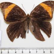 Catoblepia versitincta