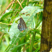 Chloreuptychia chlorimene