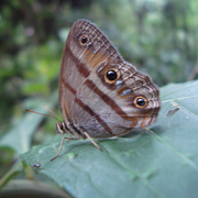 Cissia penelope