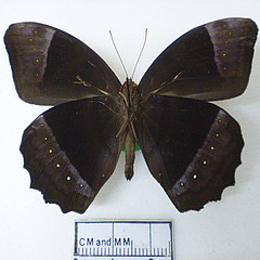 taygetis zippora ventral