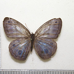 magneuptychia tricolor female dorsal