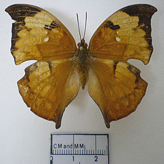 zaretis isidora female dorsal