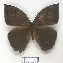 taygetis mermeria dorsal