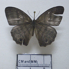 cissia myncea dorsal