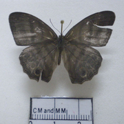 Cissia myncea?