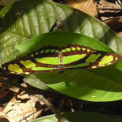 philaethria dido bosque