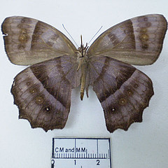 taygetis laches ventral