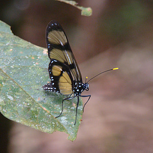 Nymphalidae