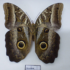 Caligo euphorbus male ventral