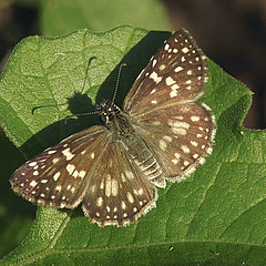 Pyrgus orcus resting on leaf