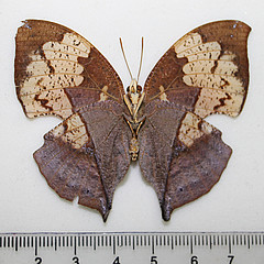 zaretis itys female ventral