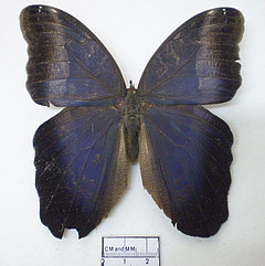 caligo suzanna female dorsal