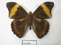 selenophanes cassiope dorsal