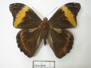 Selenophanes cassiope