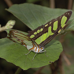 siproeta stelenes