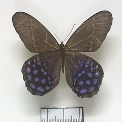 pierella lena dorsal