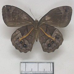 posttaygetis penelea ventral