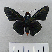 Pyrrhopyge