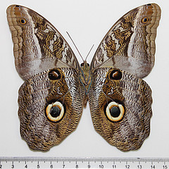 caligo idomeneus ventral