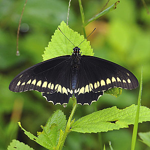 Papilionidae