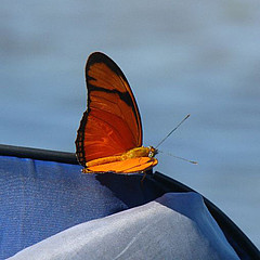 dryas iulia