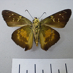 Augiades crinisus ventral