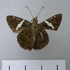 Autochton itylus ventral