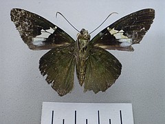 Astraptes apastus ventral