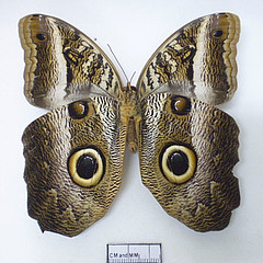 caligo euphorbus female ventral