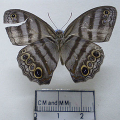 cissia myncea ventral