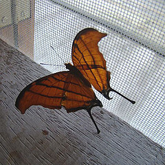 marpesia petreus dorsal view