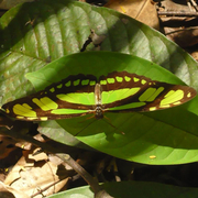Philaethria dido