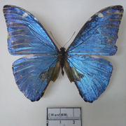 Morpho marcus