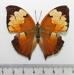 zaretis itys female dorsal