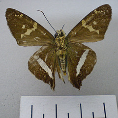 Aguna coelus female ventral