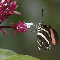 Heliconius