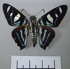 Elbella azeta dorsal