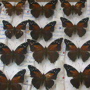 Historis acheronta Historis acheronta