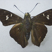 Chrysoplectrum