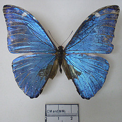 morpho marcus male dorsal