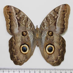 caligo teucer ventral