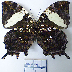 hypna clytemnestra ventral